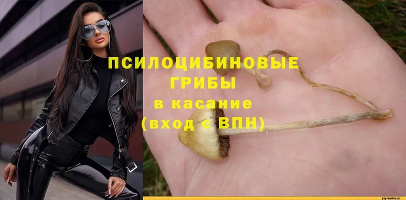 Псилоцибиновые грибы Psilocybe  наркошоп  Новохопёрск 